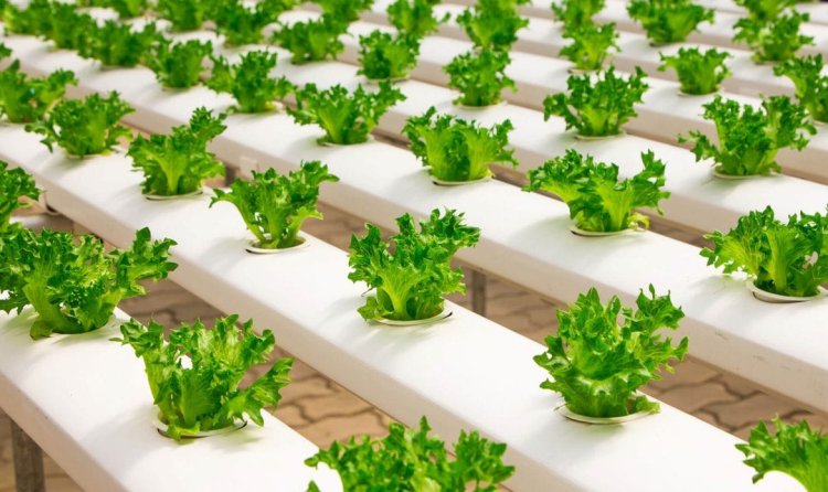 How to Invest in Managed Farmland in Bengaluru, India: A Comprehensive Guide
