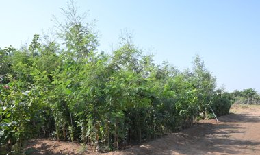 From Barren to Green: Plantation under Planet & Wellbeing initiative