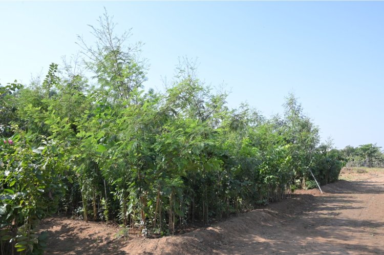 From Barren to Green: Plantation under Planet & Wellbeing initiative